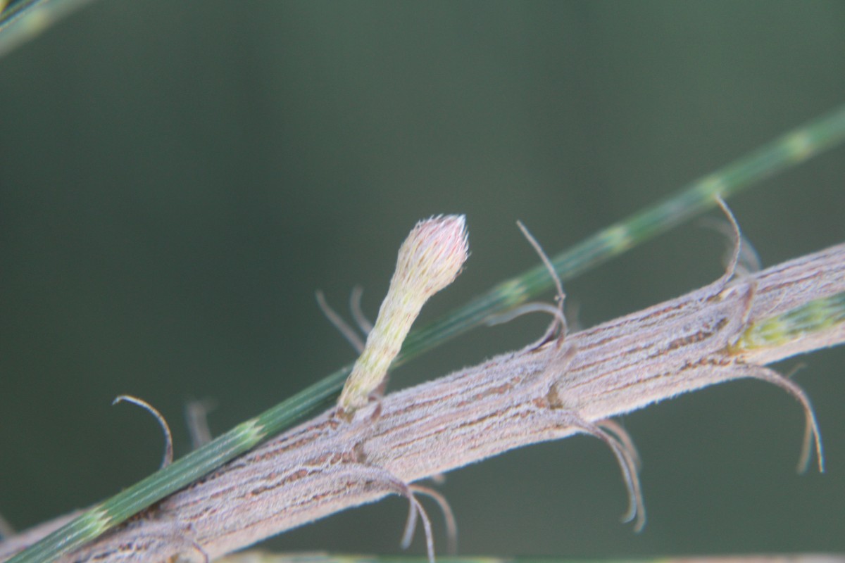 Casuarina equisetifolia L.